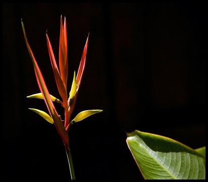 Bird of Paradise.jpg